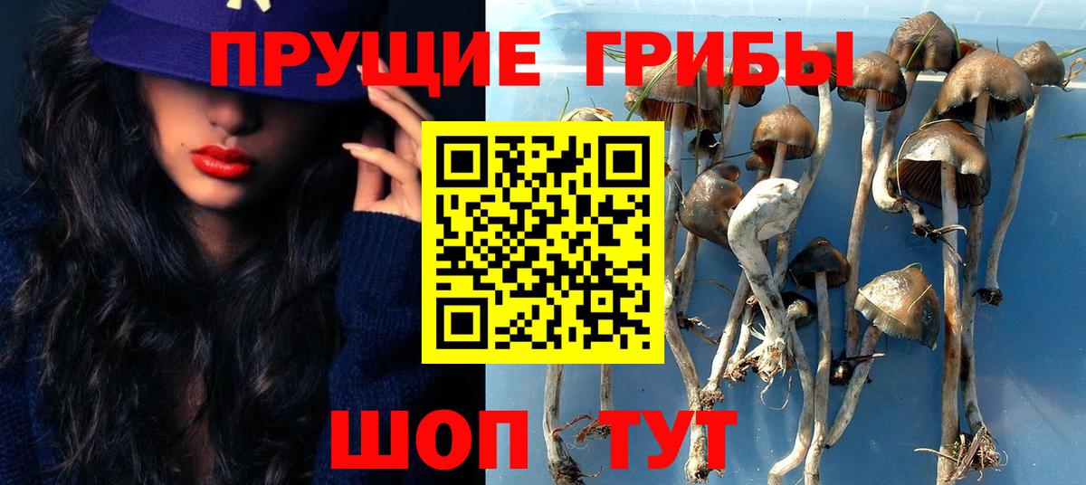 Мурино  Псилоцибиновые грибы Psilocybine cubensis  Вход с VPN 